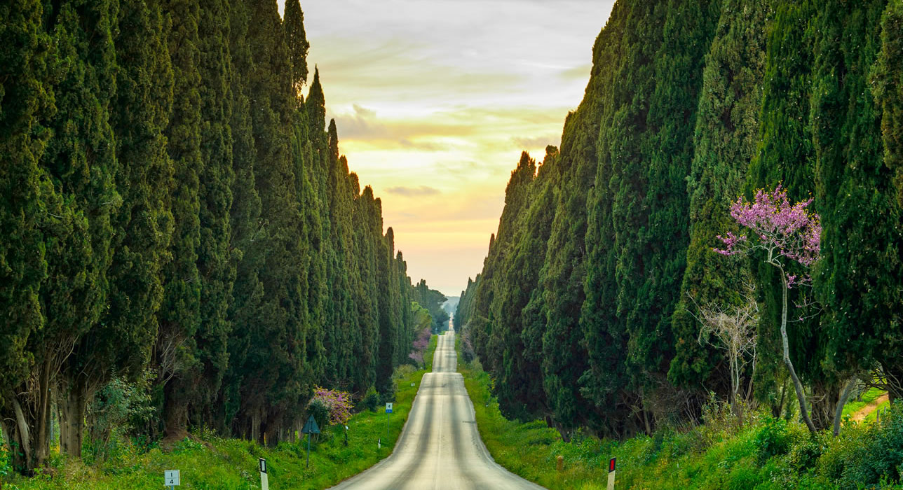 Bolgheri Cypresses