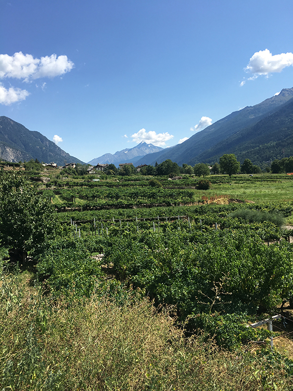 Aosta Valley wine trail - Morgex